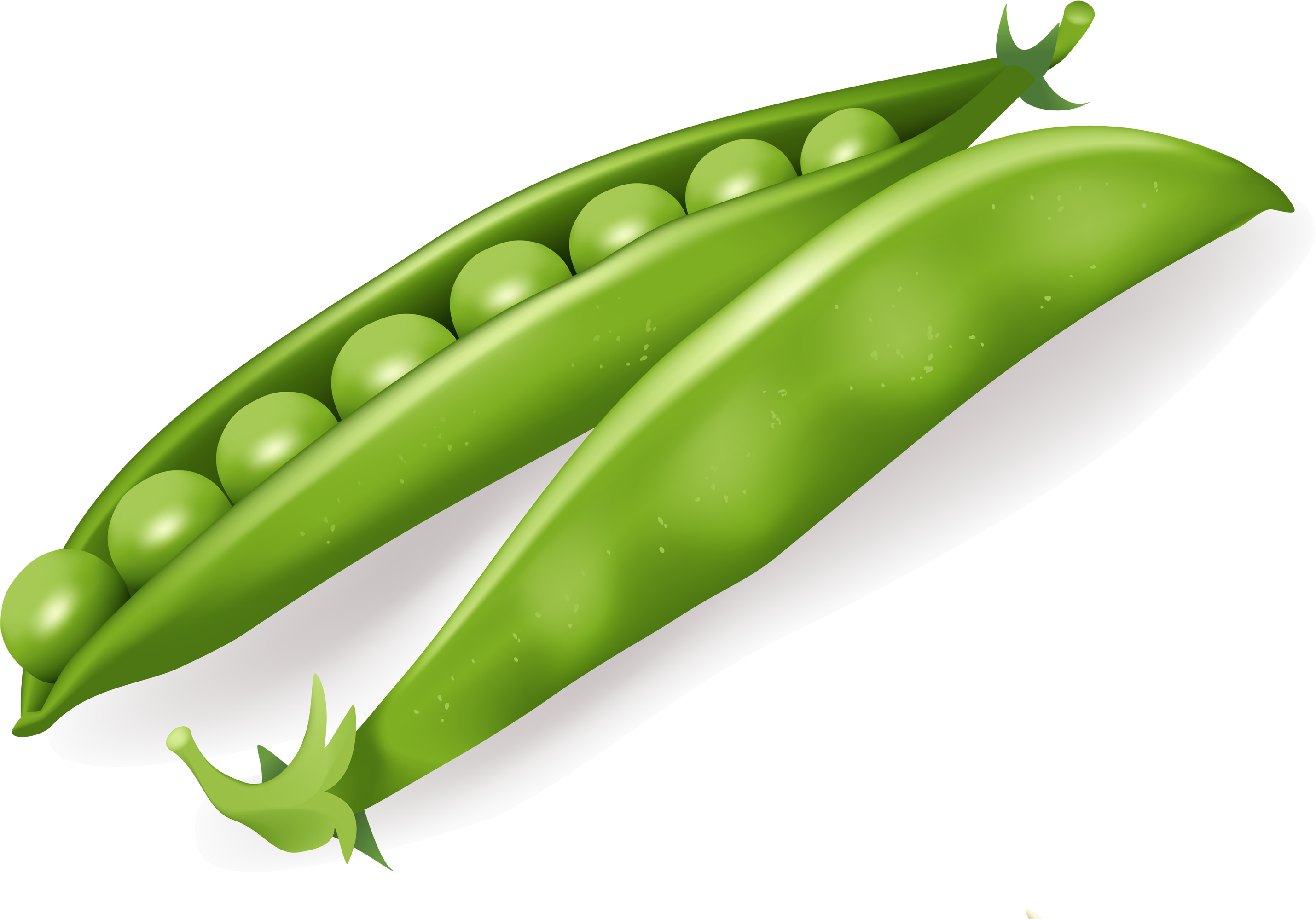 Fresh Green Pea Pod Illustration