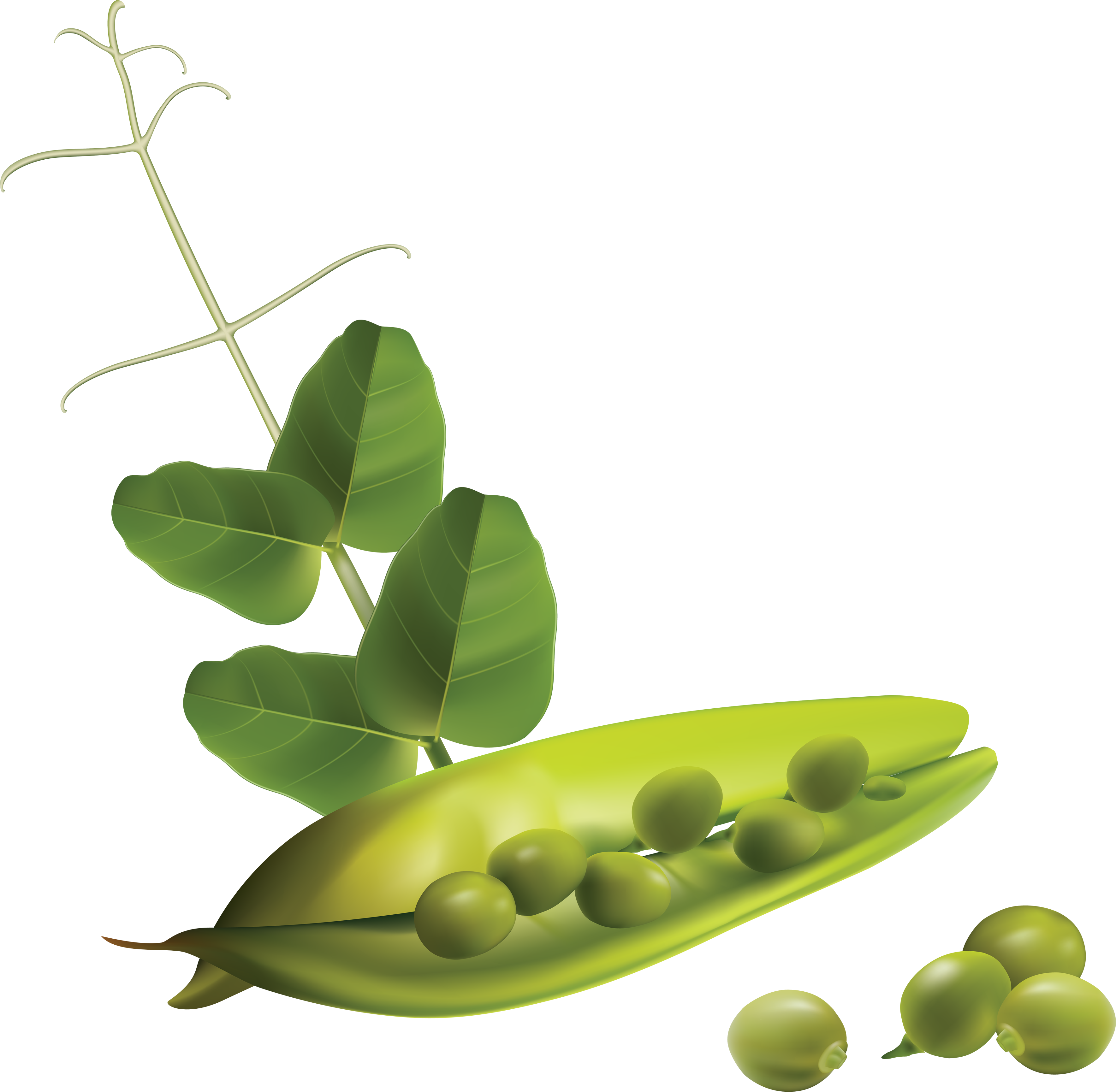 Fresh Green Pea Pod Illustration