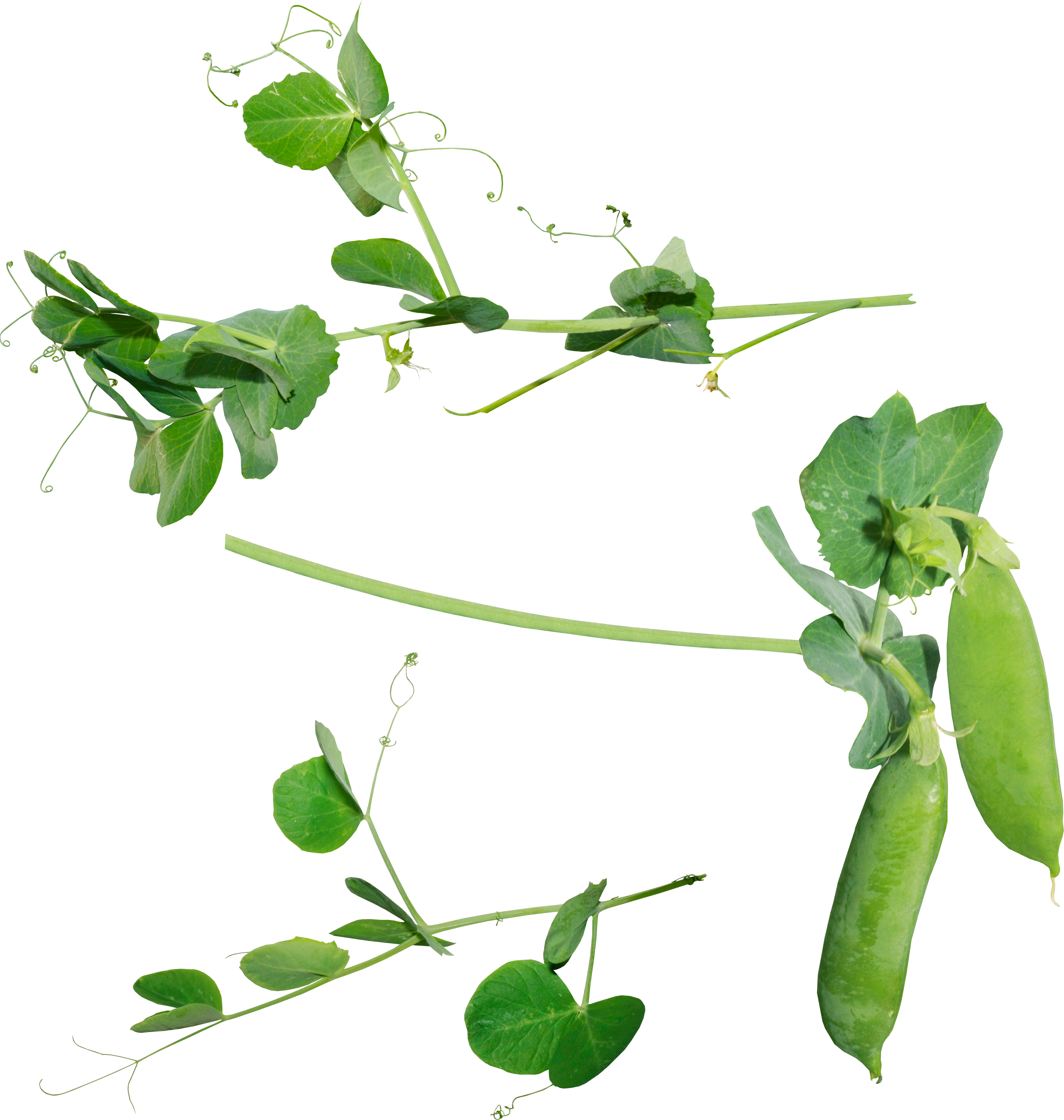 Fresh Green Peasand Pods