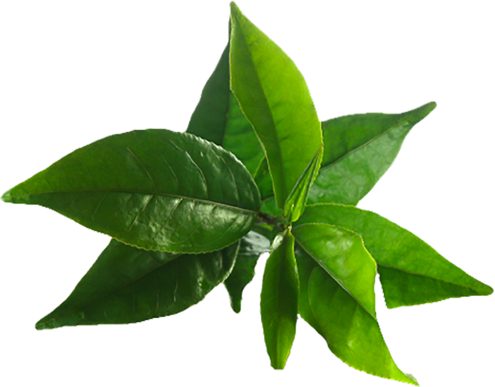 Fresh Green Tea Leaves.png