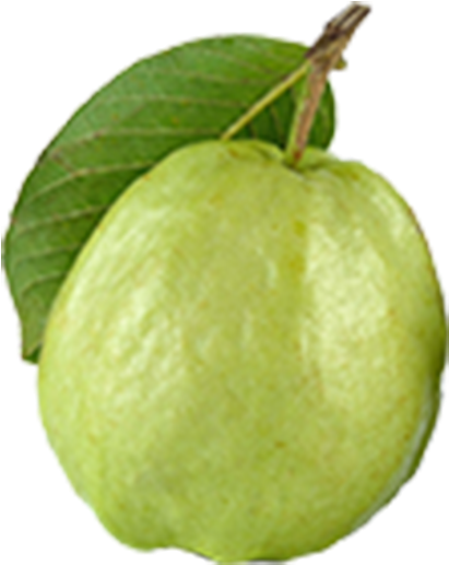 Fresh Guavawith Leaf