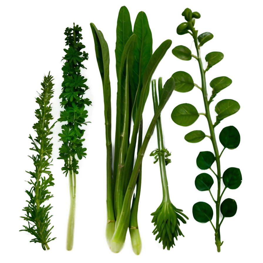 Fresh Herb Png 72