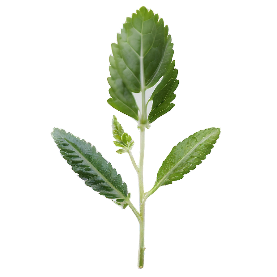 Fresh Herb Png Dgd5