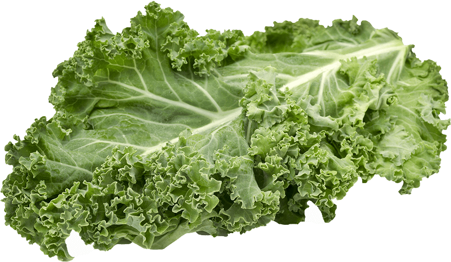 Fresh Kale Leaf Isolated