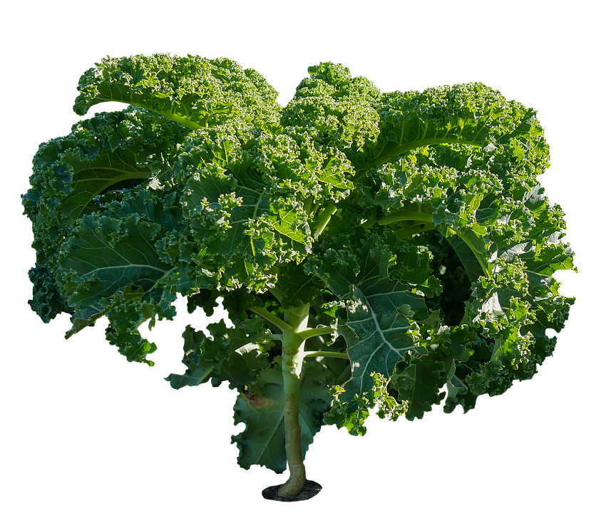 Fresh Kale Plant Isolated