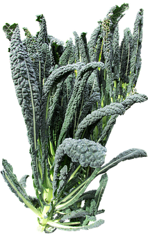 Fresh Lacinato Kale Bunch