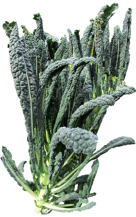 Fresh Lacinato Kale Isolated.png