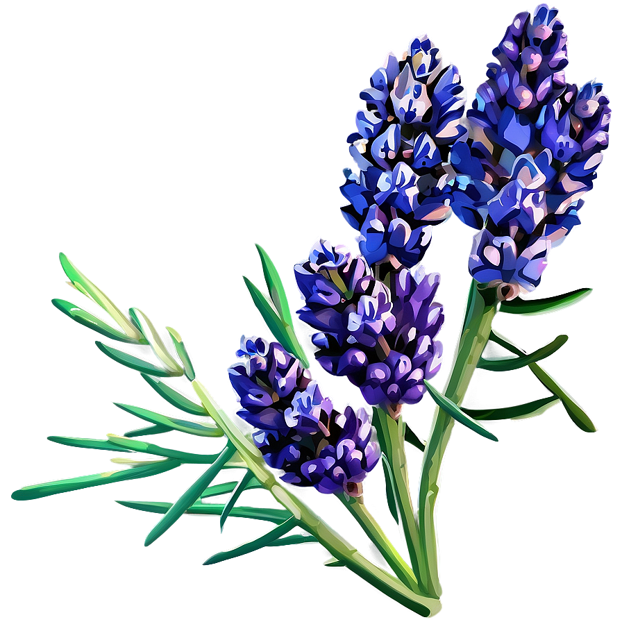 Fresh Lavender Bunch Png Fiy