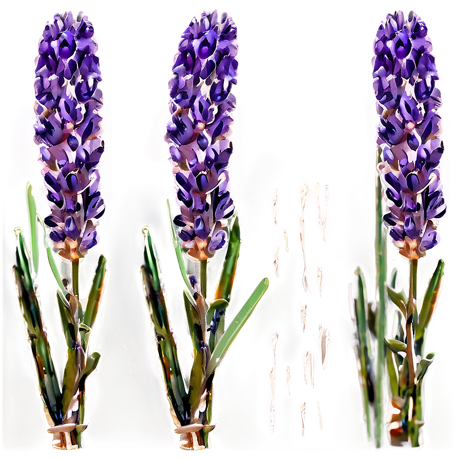 Fresh Lavender Sprigs Png 80