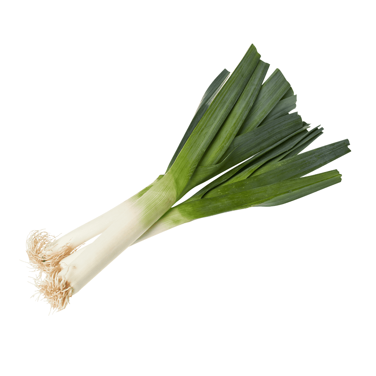 Fresh Leek Against Teal Background