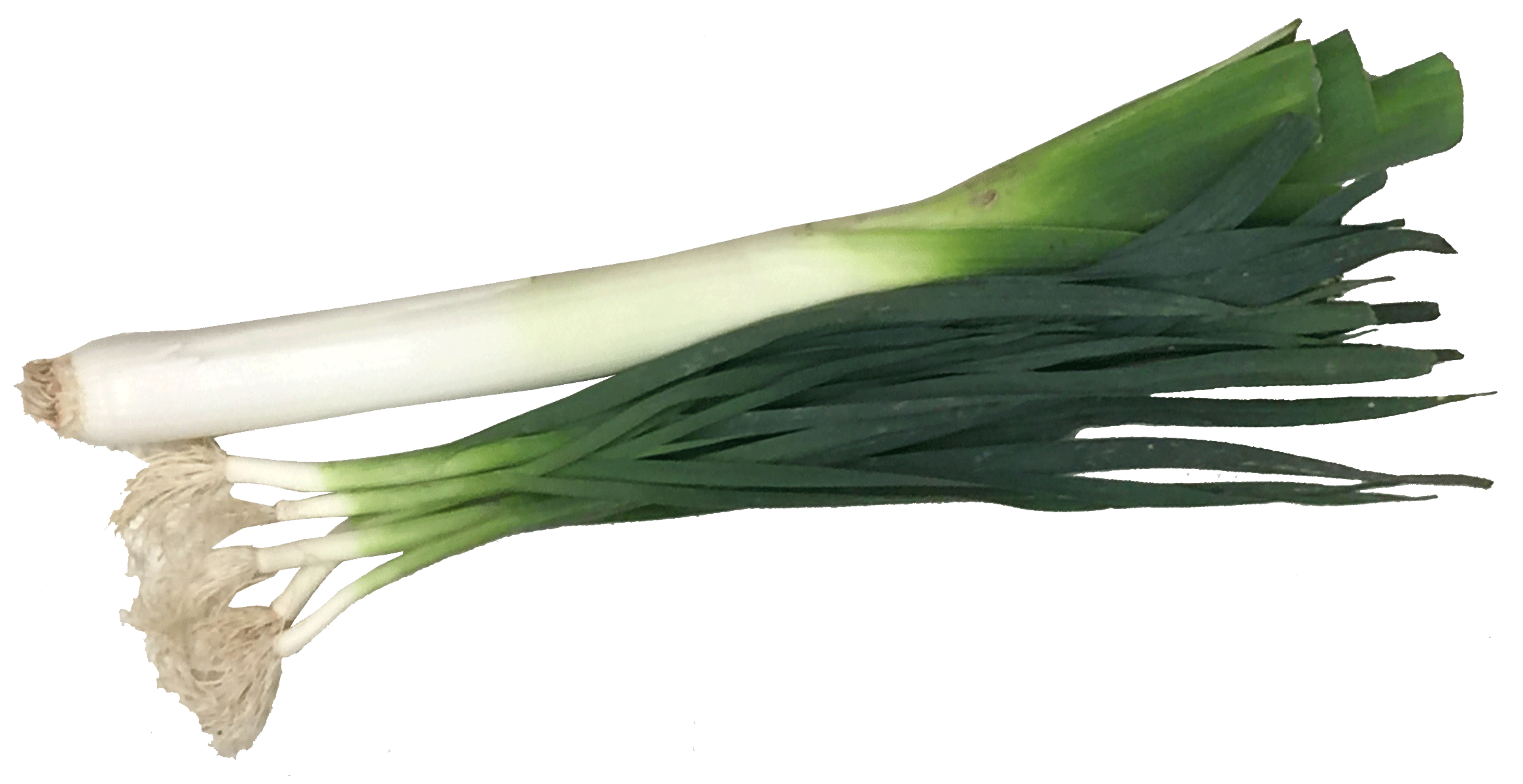 Fresh Leek Bunch Isolated