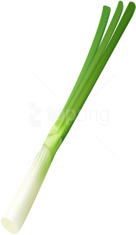 Fresh Leek Isolatedon Background.png