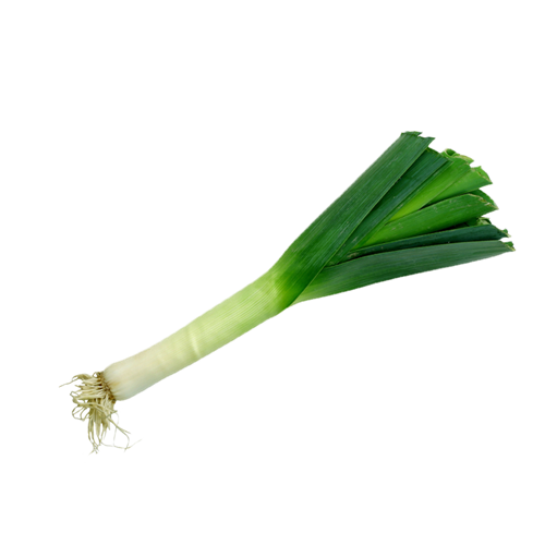 Fresh Leek Isolatedon Grey Background