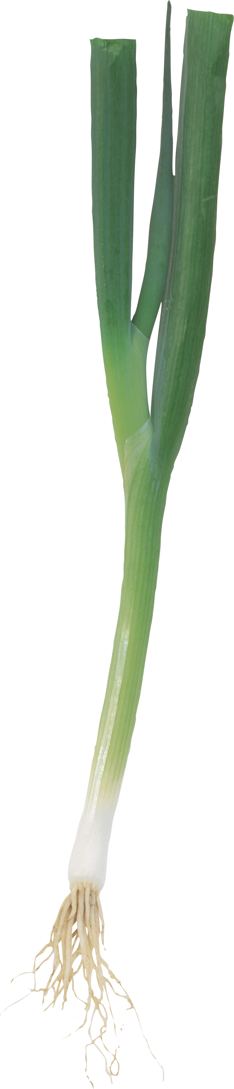 Fresh Leek Vegetable Isolated