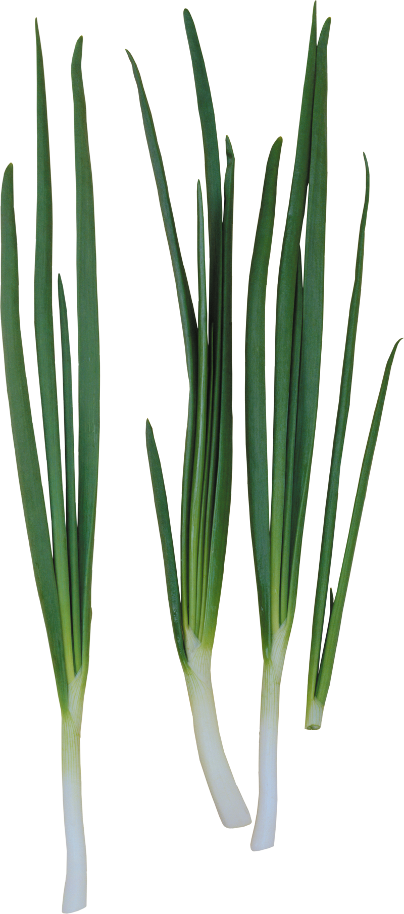 Fresh Leeks Isolatedon White