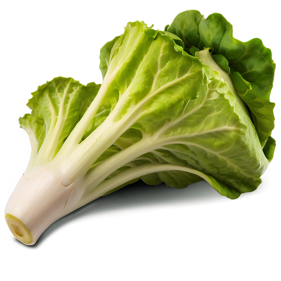 Fresh Lettuce Png 35