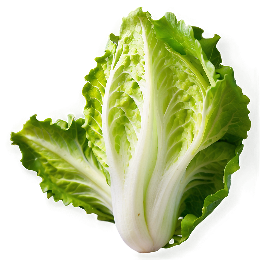 Fresh Lettuce Png 5