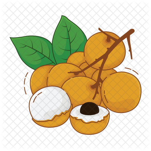 Fresh Longan Fruit Illustration