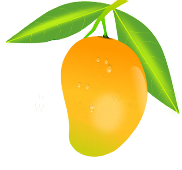 Fresh Mango With Dew Drops Illustration