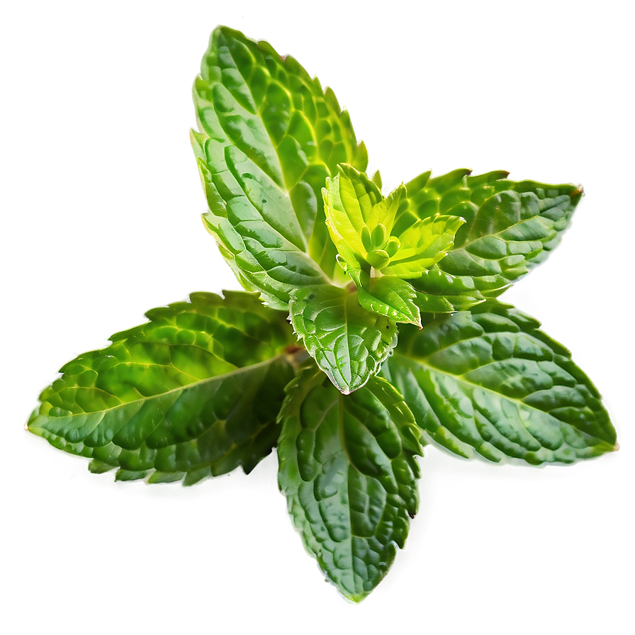 Fresh Mint Bundle Png 17