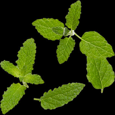 Fresh Mint Leaves Black Background