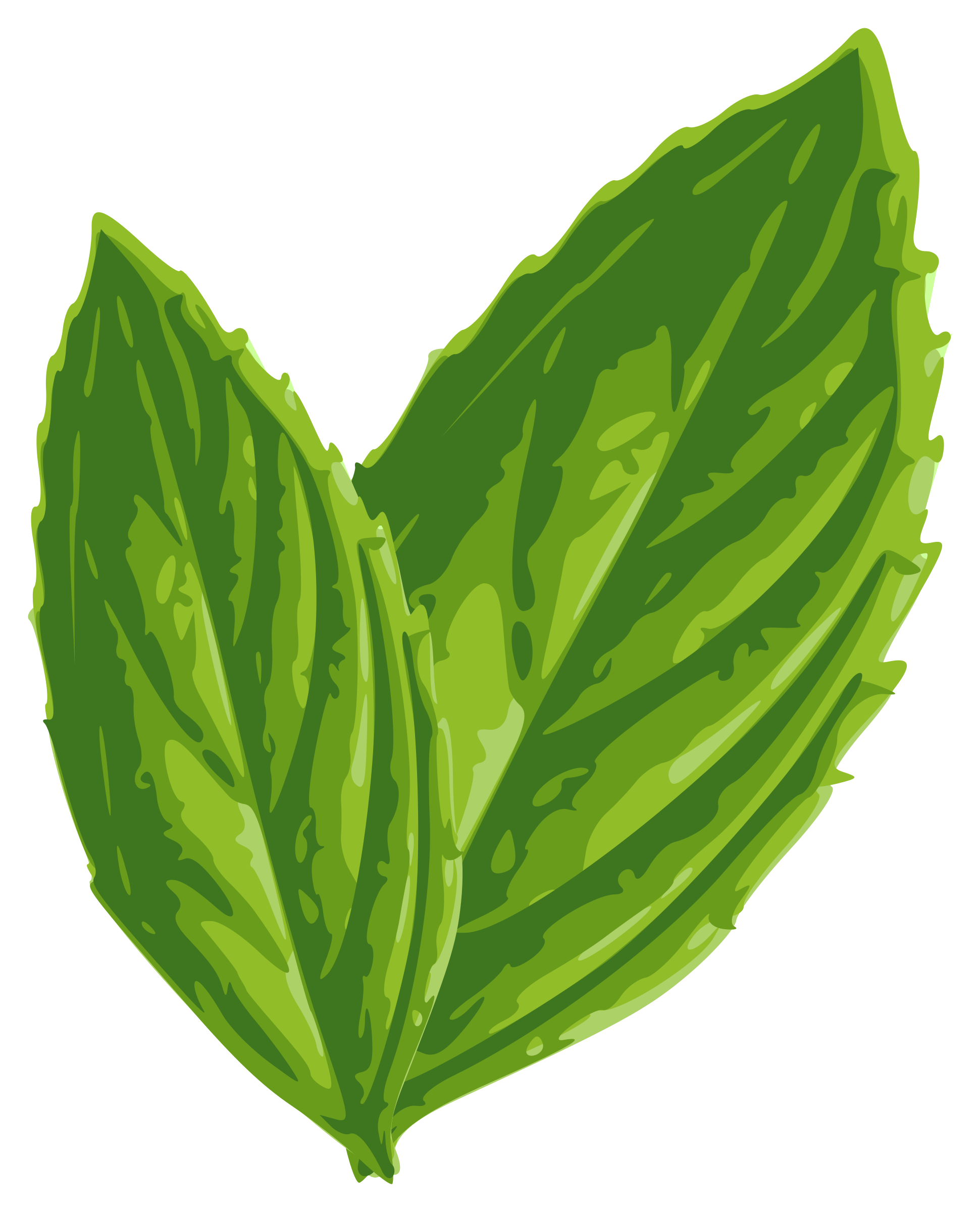 Fresh Mint Leaves Illustration