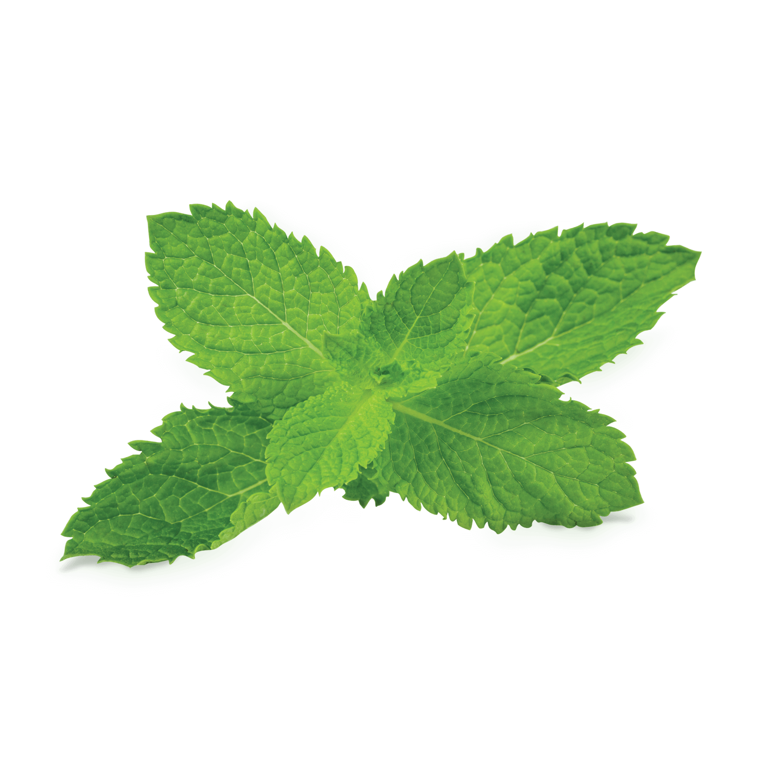 Fresh Mint Leaves Isolated