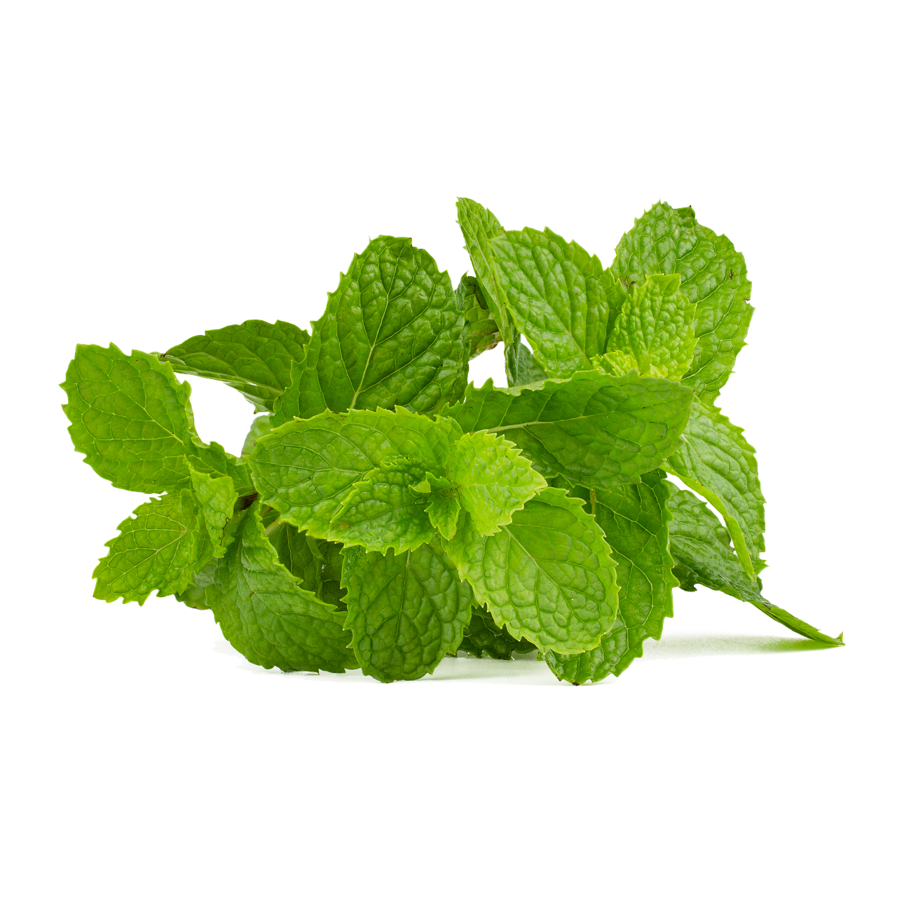 Fresh Mint Leaves Isolated.png