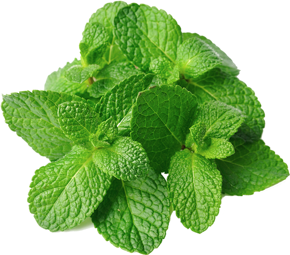 Fresh Mint Leaves Isolated.png