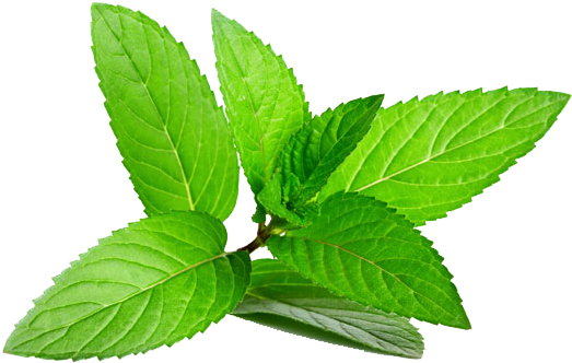 Fresh Mint Leaves Isolated.png