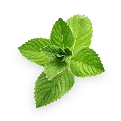 Fresh Mint Leaves Isolated.png