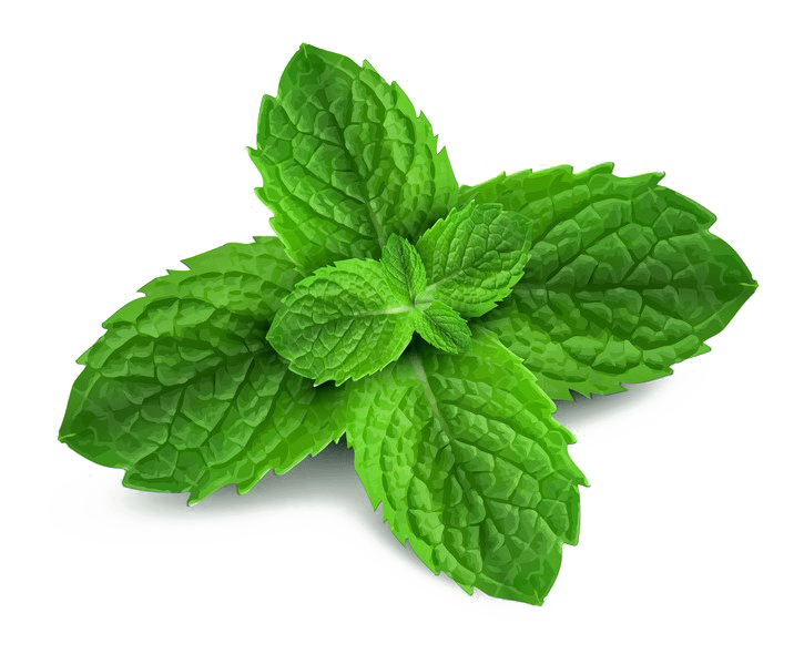 Fresh Mint Leaves Isolated