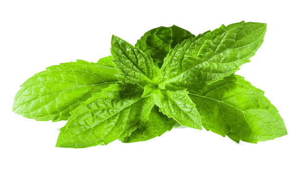 Fresh Mint Leaves Isolated