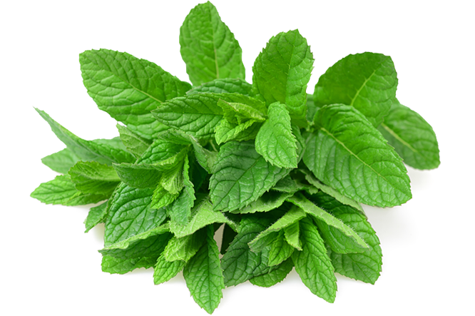 Fresh Mint Leaves.png