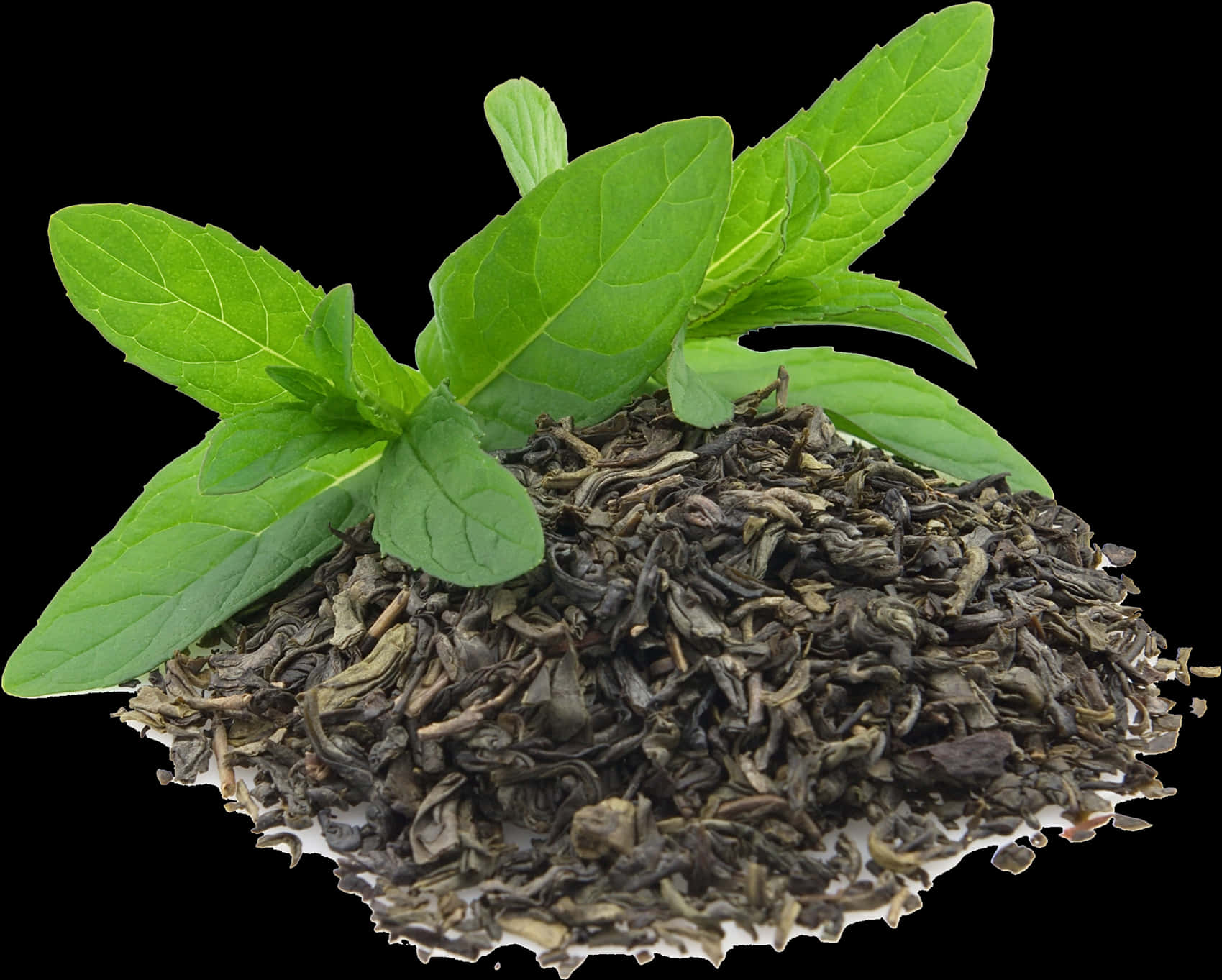 Fresh Mint Leaveson Dried Tea