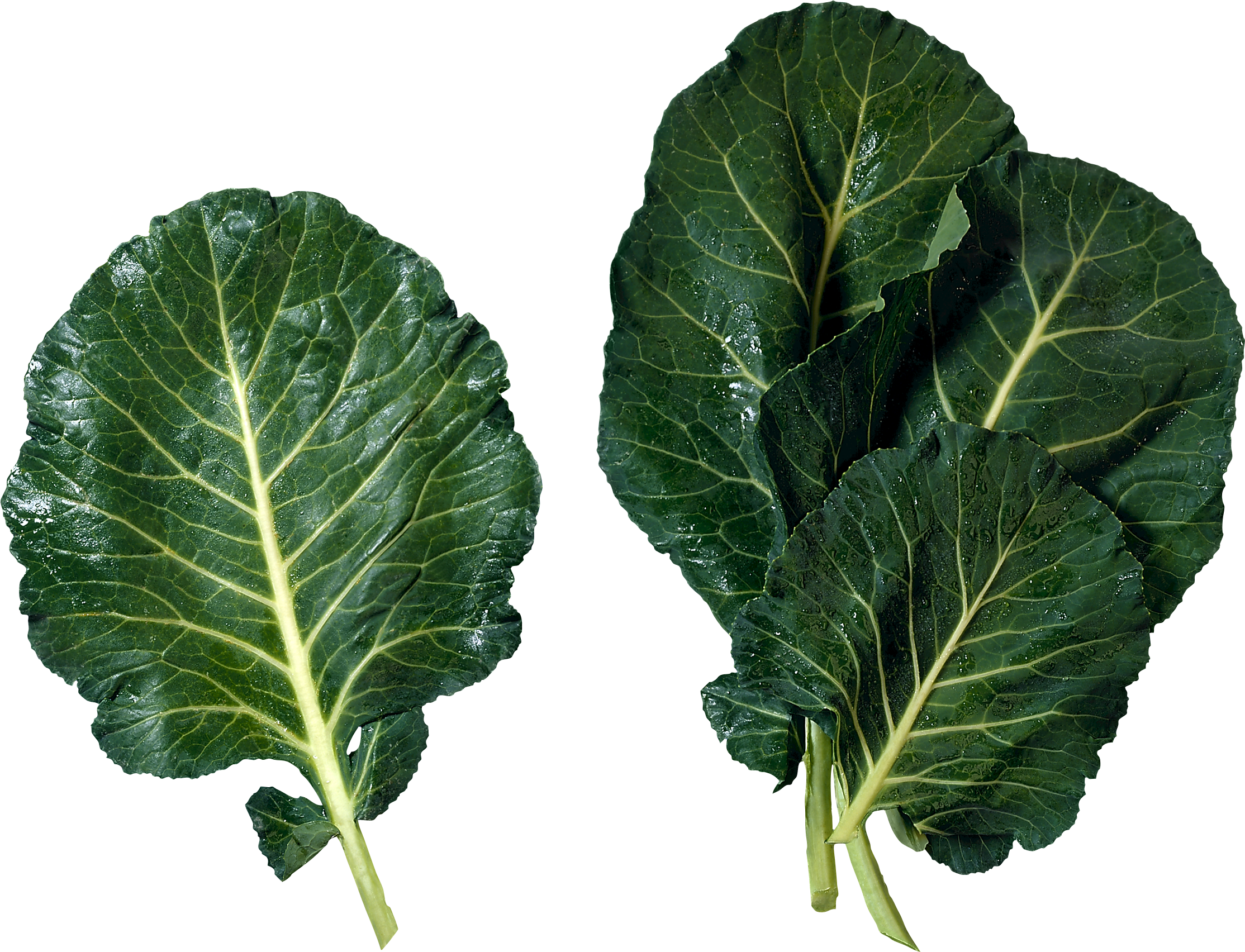 Fresh Mustard Greens Leaves