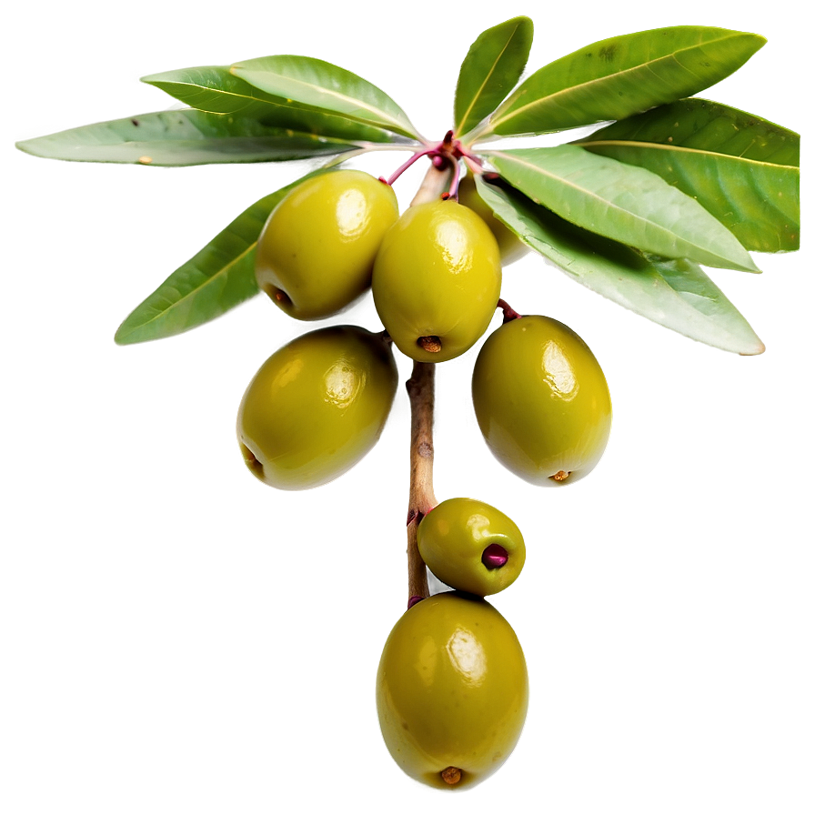 Fresh Olive Fruit Png 11