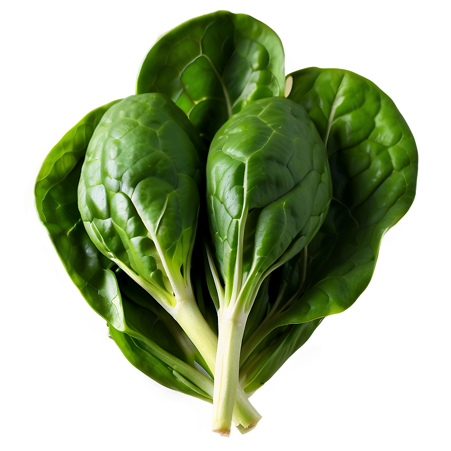 Fresh Organic Spinach Bunch Png 47