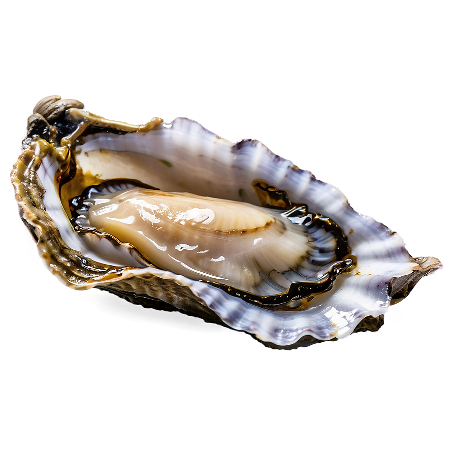 Fresh Oyster Png 06122024