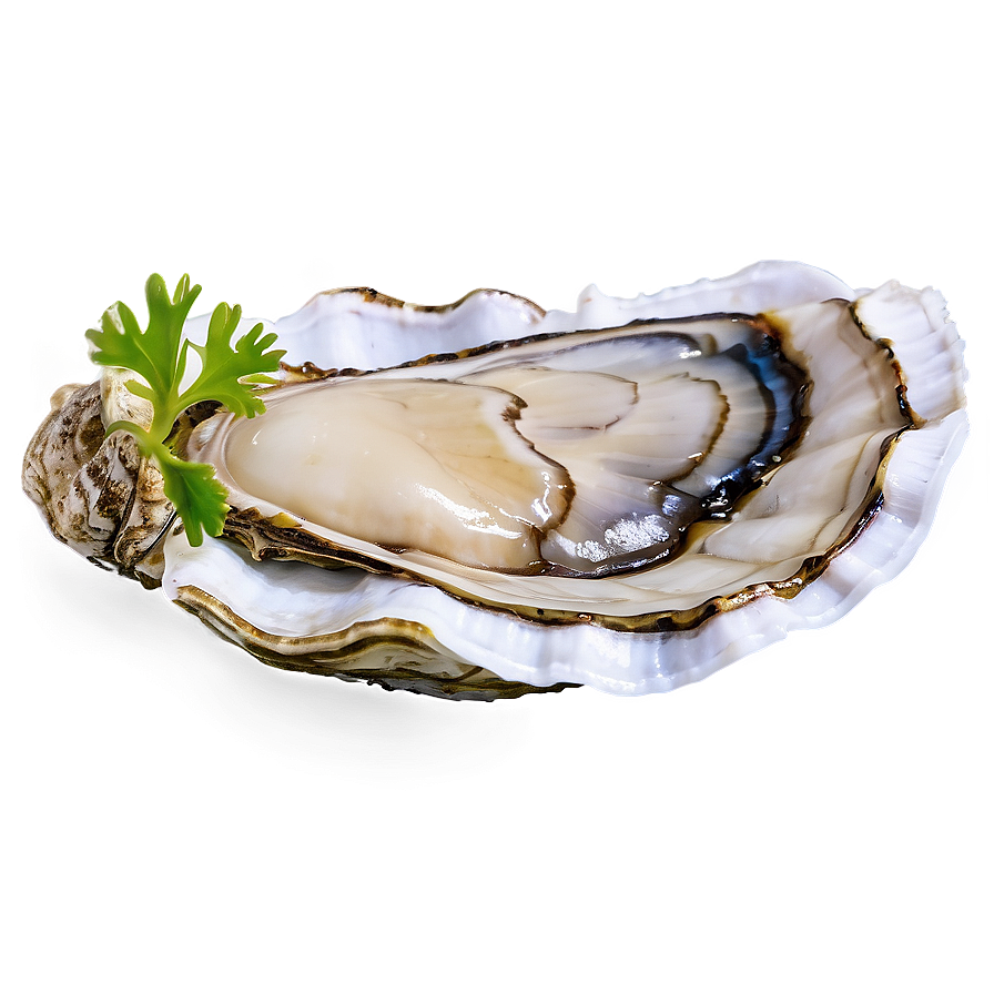 Fresh Oyster Png Ixx