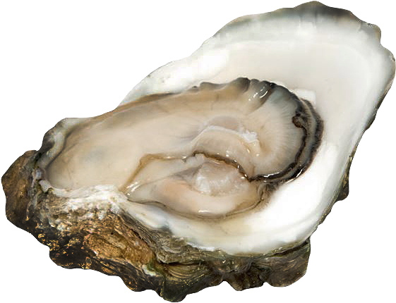 Fresh Oysteron Half Shell