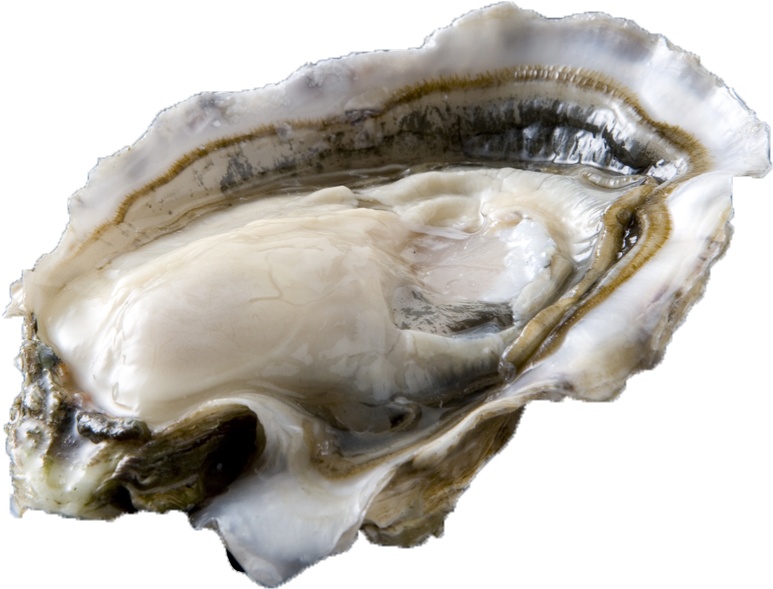 Fresh Oysteron Half Shell