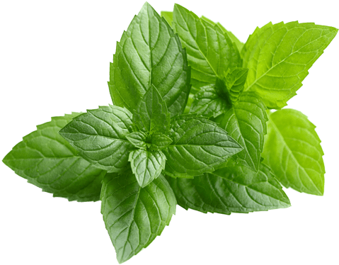 Fresh Peppermint Leaves Isolated