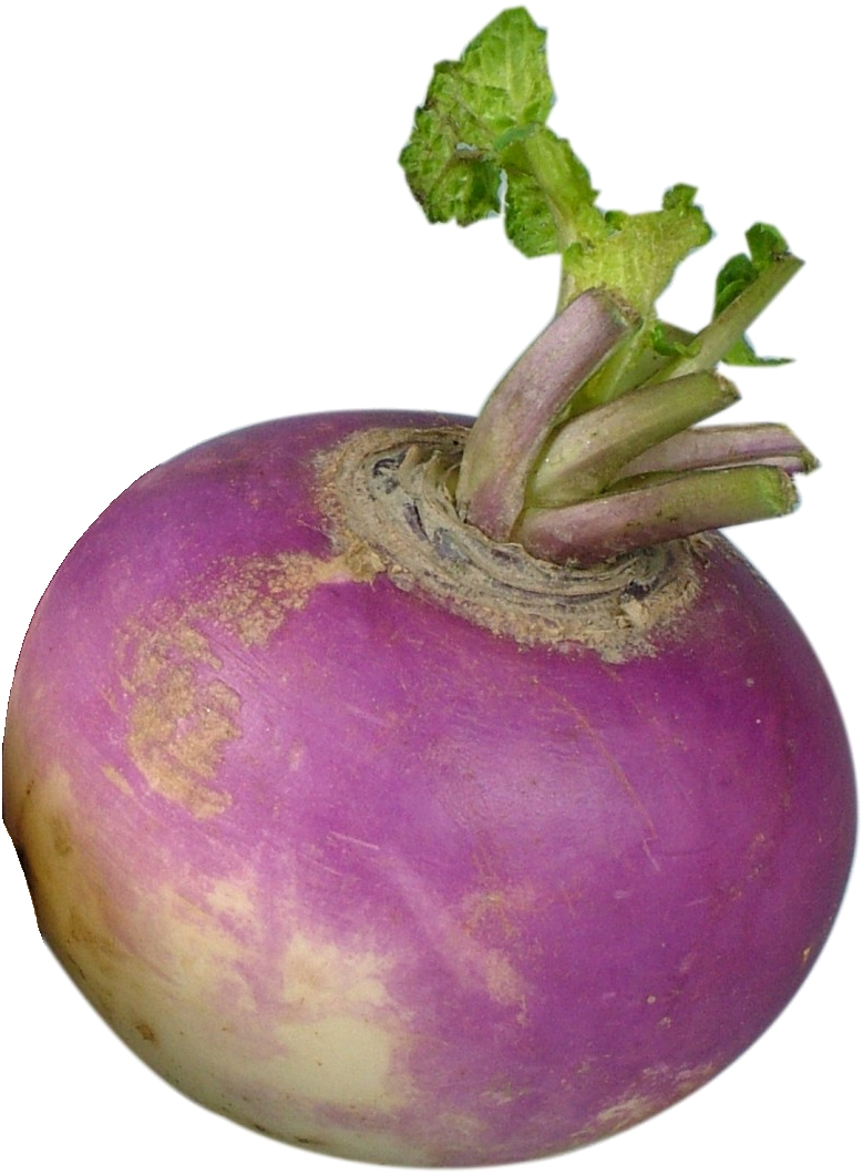 Fresh Purple Turnip Vegetable.png