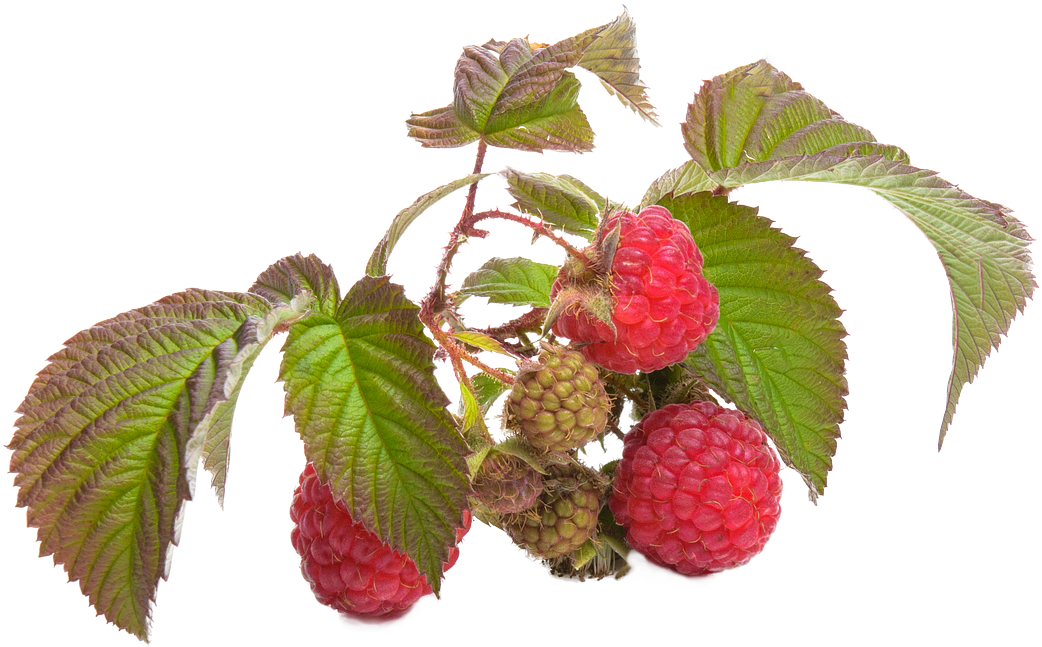 Fresh Raspberrieson Branch.png