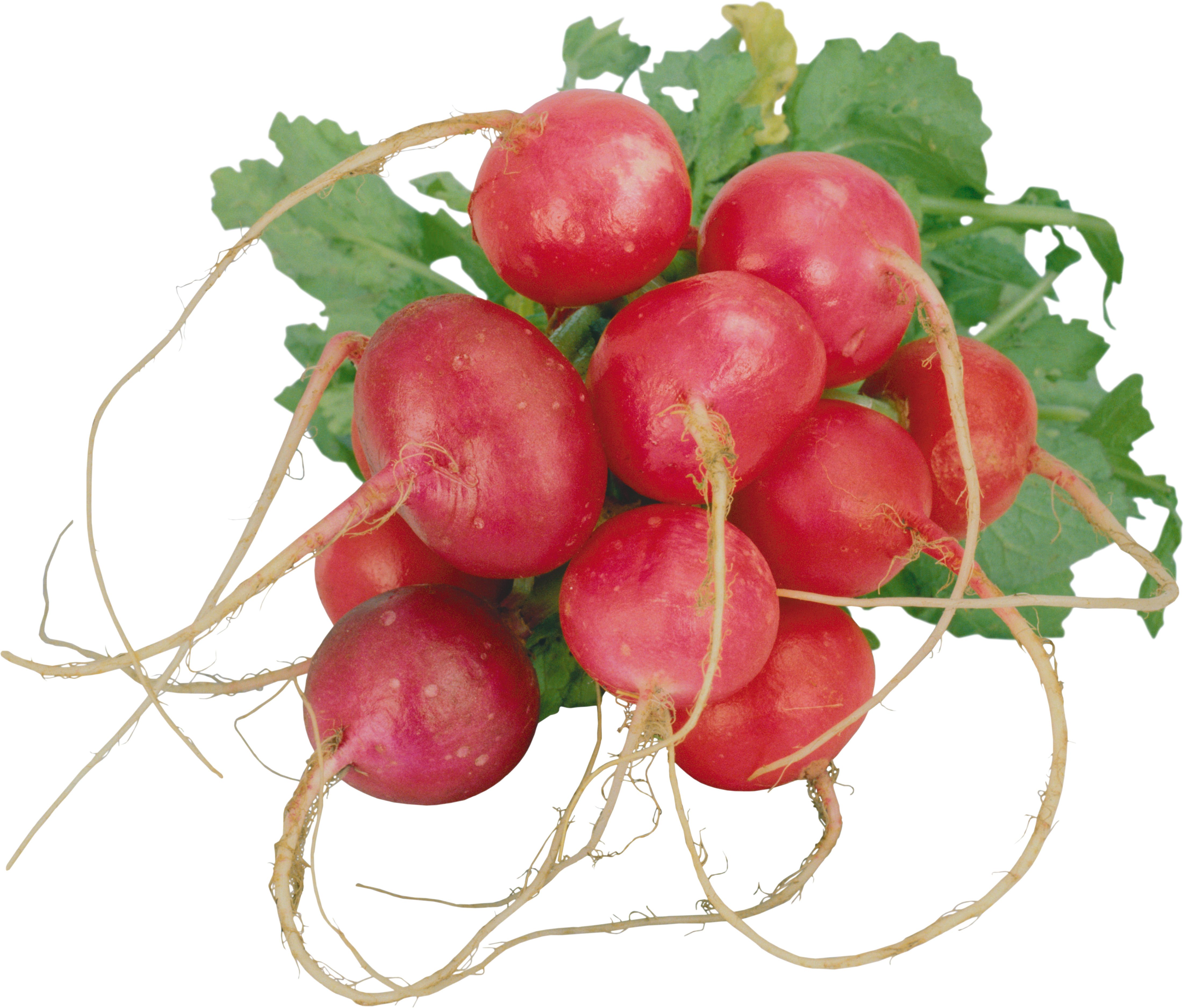 Fresh Red Radishes Bunch