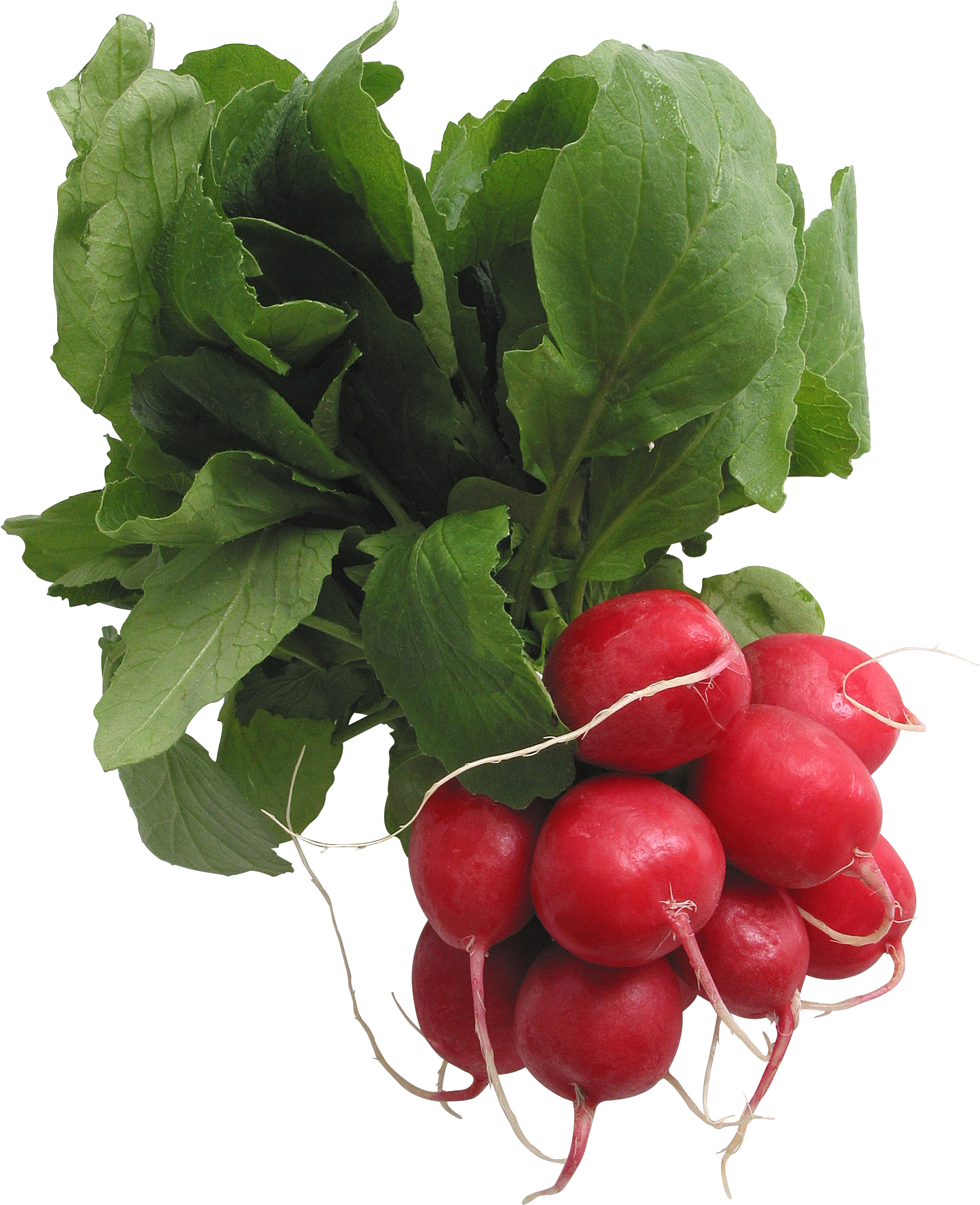 Fresh Red Radishes Bunch.png