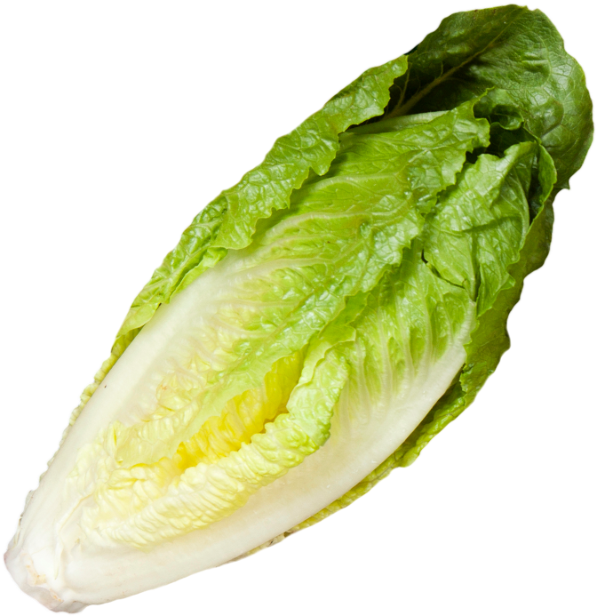 Fresh Romaine Lettuce Isolated