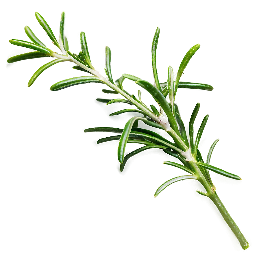 Fresh Rosemary Leaves Png 06122024