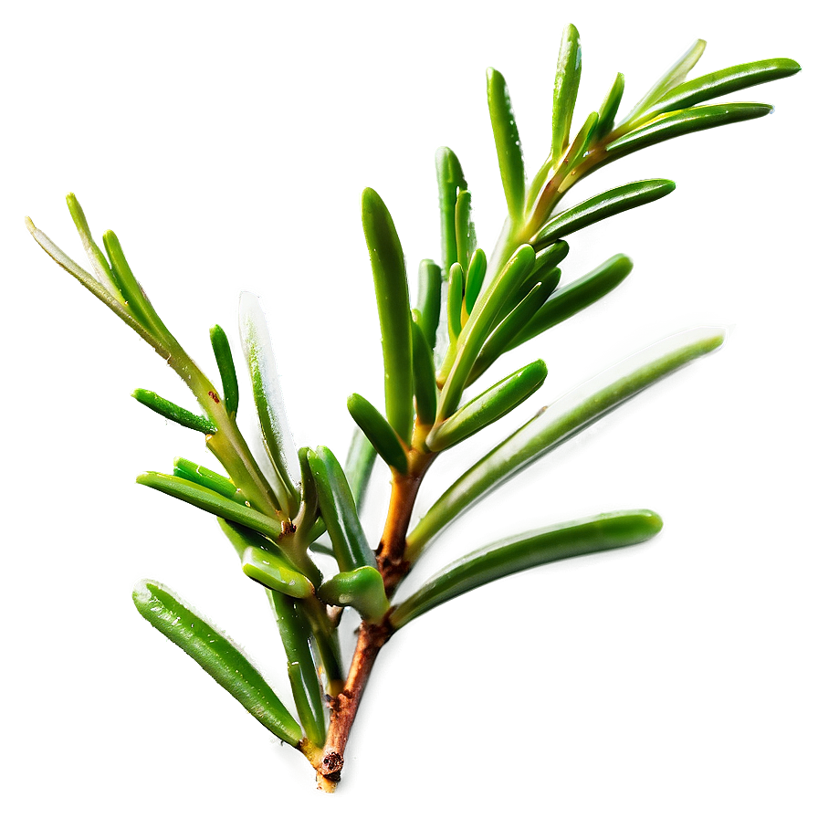 Fresh Rosemary Leaves Png Sgt43